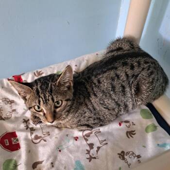 Misty -  American Bobtail and Domestic Short Hair Cat for Adoption in Brownsboro, Alabama - Misty | PetCurious
