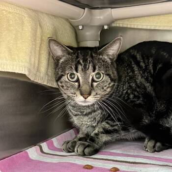 Domestic Short Hair Cats Available for Adoption in Las Vegas, Nevada - KEVIN | PetCurious