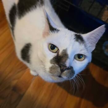 Mario -  Domestic Short Hair Cat for Adoption in Huntington, New York - Mario | PetCurious