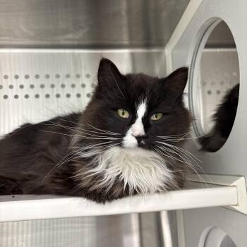 Domestic Long Hair Cats Available for Adoption - Edward | PetCurious