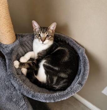 Dori -  American Shorthair Cat for Adoption in Houston, Texas - Dori | PetCurious