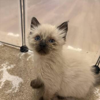 Goose -  Siamese Cat for Adoption in Fort Worth, Texas - Goose | PetCurious