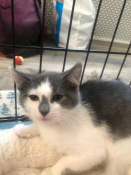 Bert and Ernie in foster care -  Domestic Short Hair Cat for Adoption in Ellicott City, Maryland - Bert And Ernie In Foster Care | PetCurious