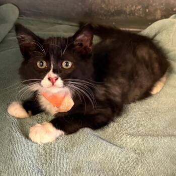 IVHS-Stray-139977 -  Domestic Medium Hair Cat for Adoption in San Gabriel, California - IVHS-Stray-139977 | PetCurious
