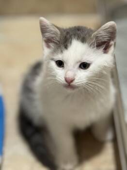 Rescue Domestic Short Hair Cats for Adoption in Irondequoit, New York - Dudley | PetCurious