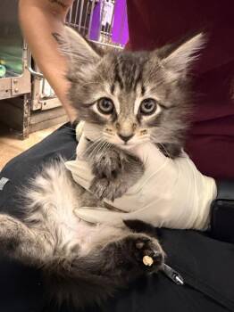 Domestic Medium Hair Cats Available for Adoption in Fort Walton Beach, Florida - YUTA | PetCurious