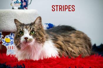 Domestic Long Hair Cats Available for Adoption in Sevierville, Tennessee - Stripes | PetCurious