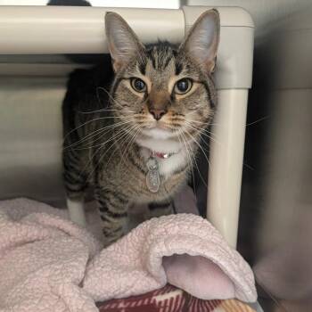 Ellie -  Domestic Short Hair Cat for Adoption in Hendersonville, North Carolina - Ellie | PetCurious