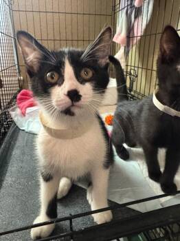 Egg Roll -  Domestic Short Hair Cat for Adoption in Fort Collins, Colorado - Egg Roll | PetCurious