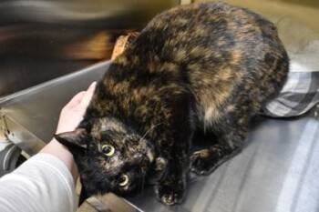 Wendi -  Domestic Short Hair Cat Available for Adoption in Kansas City, Missouri - Wendi | PetCurious