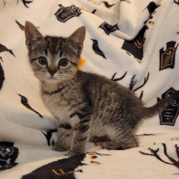 Meadow -  Domestic Medium Hair Cat for Adoption in Hernando, Mississippi - Meadow | PetCurious
