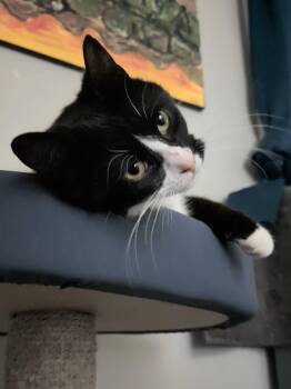Ace -  Domestic Short Hair Cat for Adoption in Spencerville, Ontario - Ace | PetCurious