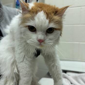 Mr. Tumnus -  Persian Cat for Adoption in Murray, Utah - Mr. Tumnus | PetCurious