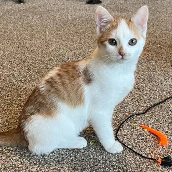 Domestic Short Hair Cats Available for Adoption - Joy Boy | PetCurious