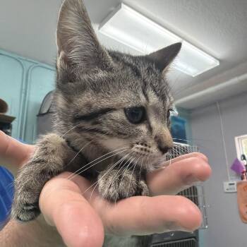 Cheryl -  Domestic Short Hair Cat for Adoption in Port Charlotte, Florida - Cheryl | PetCurious