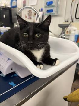 LITTLE GIRL -  Domestic Short Hair Cat for Adoption in Woodland, California - LITTLE GIRL | PetCurious