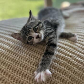 Tabby Cats Available for Adoption in Pasco, Washington - Millie | PetCurious