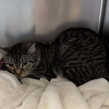 Domestic Short Hair Cats Available for Adoption - Bebe | PetCurious