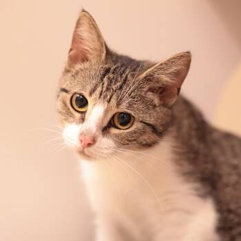 Pisa -  Domestic Short Hair Cat for Adoption in Philadelphia, Pennsylvania - Pisa | PetCurious