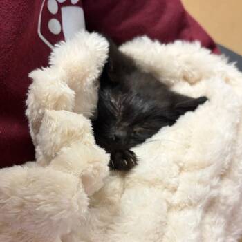 Toro -  Domestic Short Hair Cat for Adoption in Chattanooga, Tennessee - Toro | PetCurious