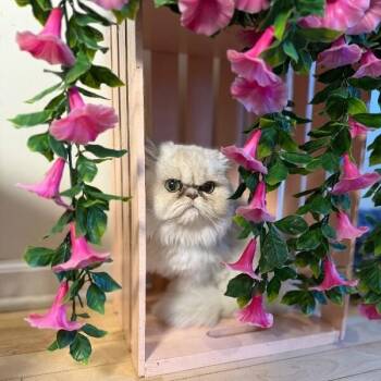 Persian and Domestic Long Hair Cats Available for Adoption - Margot Marvelous | PetCurious