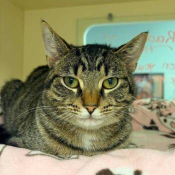 Domestic Short Hair Cats Available for Adoption in Naperville, Illinois - Radar | PetCurious
