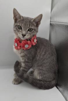 Whiskers -  Domestic Short Hair and Tabby Cat for Adoption in Magnolia Springs, Alabama - Whiskers | PetCurious