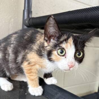 $3.99 Chickky Bickky -  Domestic Medium Hair Cat for Adoption in Gloucester, Virginia - $3.99 Chickky Bickky | PetCurious