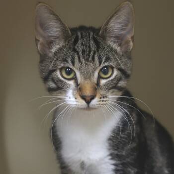 Rescue Domestic Short Hair Cats for Adoption in Los Angeles, California - Bill | PetCurious