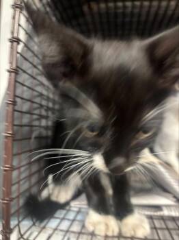 FALCON -  Domestic Short Hair Cat for Adoption in Fort Lauderdale, Florida - FALCON | PetCurious