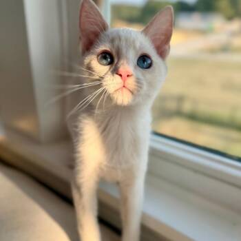 Fluff -  Siamese Cat for Adoption in Cincinnati, Ohio - Fluff | PetCurious