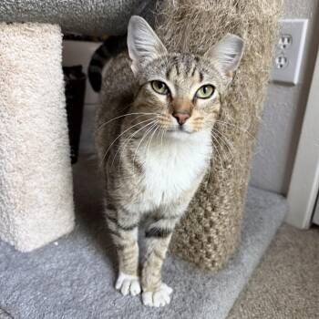 Domestic Short Hair Cats Available for Adoption - Tilly | PetCurious