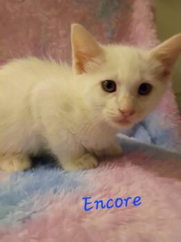 Domestic Short Hair Cats Available for Adoption in Mount Pleasant, Texas - Encore | PetCurious