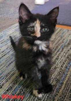 Whiskey -  Domestic Short Hair Cat for Adoption in Newaygo, Michigan - Whiskey | PetCurious