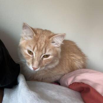 Spritz -  Domestic Medium Hair and Mixed Breed Cat for Adoption in Oshkosh, Wisconsin - Spritz | PetCurious