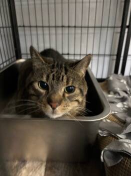 Rescue Domestic Short Hair Cats for Adoption in Algona, Iowa - LUCA | PetCurious