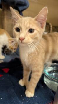 Leo -  Domestic Short Hair Cat for Adoption in Missoula, Montana - Leo | PetCurious