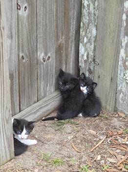Soda Pop -  Domestic Short Hair Cat for Adoption in Alafaya, Florida - Soda Pop | PetCurious