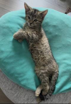 Rue -  Tabby Cat for Adoption in Cuyahoga Falls, Ohio - Rue | PetCurious