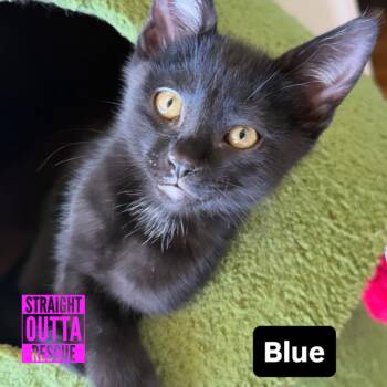 Blue -  Domestic Short Hair Cat Available for Adoption in Vancouver, British Columbia - Blue | PetCurious