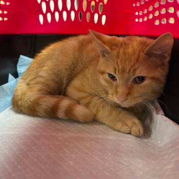 Rescue Domestic Short Hair Cats for Adoption in Kyle, Texas - TANK | PetCurious