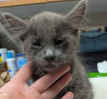 Milk Dud -  Domestic Medium Hair and Domestic Short Hair Cat for Adoption in Missoula, Montana - Milk Dud | PetCurious