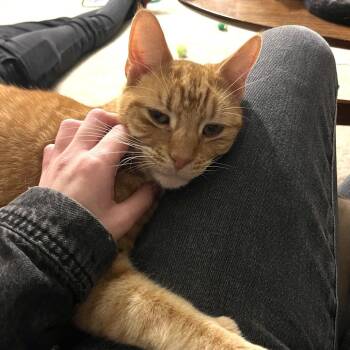 Romeo -  Domestic Short Hair Cat Available for Adoption - Romeo | PetCurious