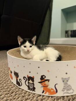 Domestic Short Hair Cats Available for Adoption in Rockaway, New Jersey - Robin KITTEN | PetCurious
