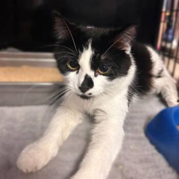 The Last Melon -  Domestic Long Hair Cat for Adoption in Davenport, Iowa - The Last Melon | PetCurious