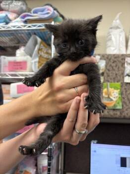 Nikon -  Domestic Short Hair Cat for Adoption in Fruit Heights, Utah - Nikon | PetCurious