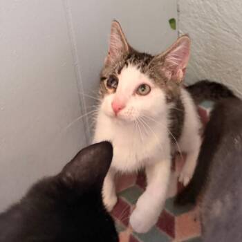 Atticus -  Domestic Short Hair Cat for Adoption in Richland, Michigan - Atticus | PetCurious