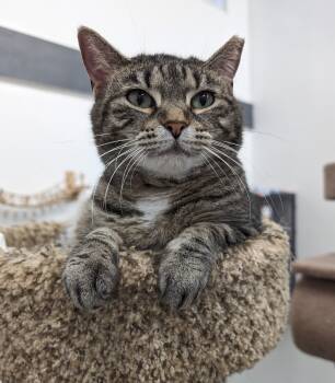 Rescue American Shorthair and Domestic Short Hair Cats for Adoption in West Palm Beach, Florida - Shalimar | PetCurious