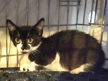 Rescue Domestic Short Hair Cats for Adoption in East Brunswick, New Jersey - Parmesan | PetCurious