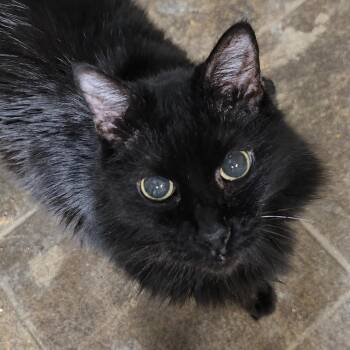 Annie -  Domestic Medium Hair Cat for Adoption in Austin, Texas - Annie | PetCurious